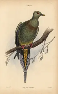 Edwardlear Prints: Sumatran Green Pigeon, Treron oxyurus Near threatened