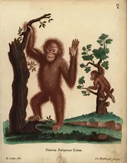 Nussbiegel Prints: Sumatran orangutan, Pongo abelii. Critically endangered
