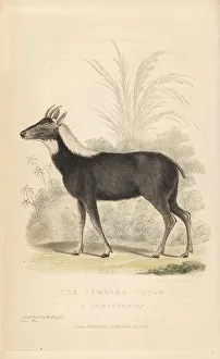 Landseer Collection: Sumatran serow, Capricornis sumatraensis. Vulnerable