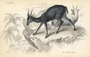 Sumatran serow, Capricornis sumatraensis. Vulnerable