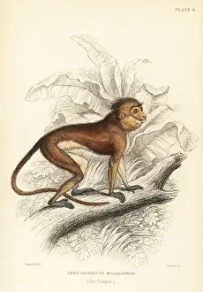 Sumatran surili, Presbytis melalophos. Endangered
