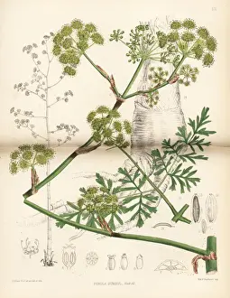 Resin Prints: Sumbul, Ferula moschata
