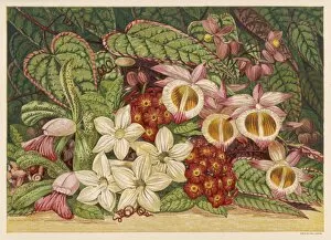 Begonia Gallery: Summer Flowers 1866