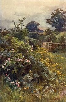 Summer Hedgerow