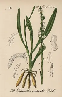 Schlechtendal Prints: Summer lady s-tresses, Spiranthes aestivalis