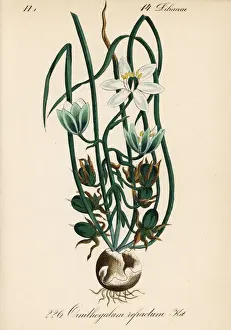 Snowdrop Prints: Summer snowdrop, Ornithogalum refractum