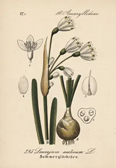 Aestivum Gallery: Summer snowflake, Leucojum aestivum
