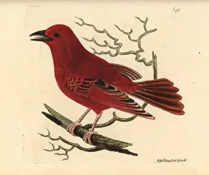 Summer tanager, Piranga rubra