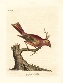 Latham Collection: Summer tanager, Piranga rubra