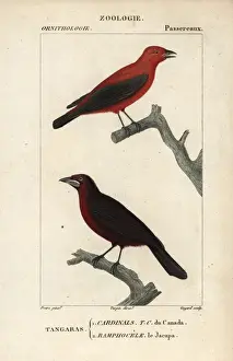 Engraved Prints: Summer tanager, Piranga rubra, and Jacapa or silver-beaked tanager