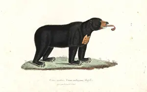 Lesson Prints: Sun bear, Helarctos malayanus