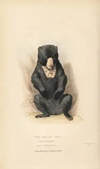 Malay Prints: Sun bear, Helarctos malayanus. Vulnerable