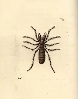 Sun spider, Galeodes araneoides