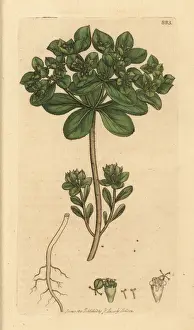 Euphorbia Prints: Sun spurge, Euphorbia helioscopia