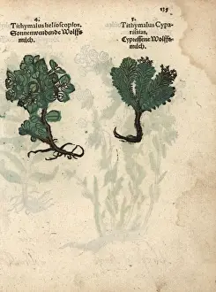 Sun spurge, Euphorbia helioscopia, and cypress