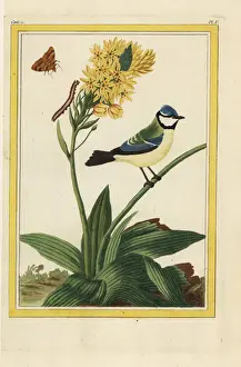 Sun star, Ornithogalum dubium