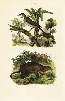 Adolph Fries Prints: Sunbird and meerkat