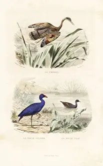 Edouardtravies Prints: Sunbittern, purple swamphen and common moorhen