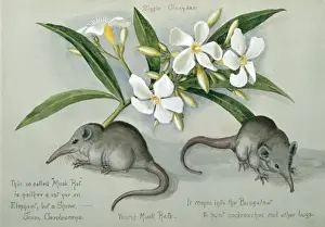 Suncus murinus caerulescens, Indian grey musk-shrew