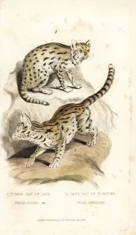 Forster Collection: Sunda clouded leopard (vulnerable) and serval