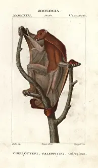 Sunda flying lemur, Galeopterus variegatus