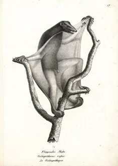 Brodtmann Collection: Sunda flying lemur, Galeopterus variegatus