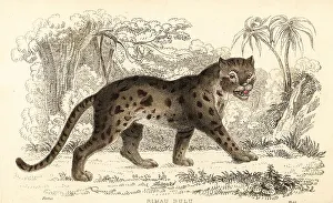 Predator Prints: Sunda leopard cat, Prionailurus bengalensis subsp. sumatranus