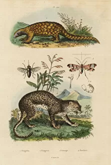 Panthera Collection: Sunda pangolin, leopard, horse fly and scorpion fly