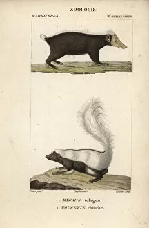 Gabriel Gallery: Sunda stink badger (Mydaus javanensis