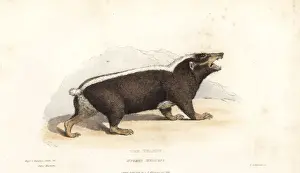 Sunda stink badger, Mydaus javanensis