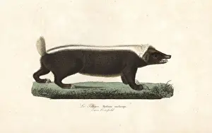 Sunda stink badger, Mydaus javanensis