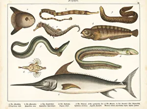 Ichthyology Prints: Sunfish, pipefish, eels, wolffish and swordfish