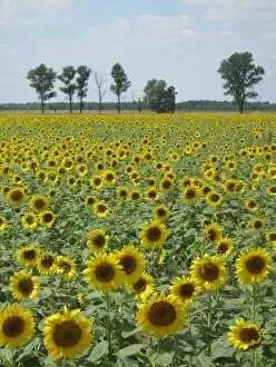 Images Dated 19th July 2010: Sunflower field near Riesa, Saxony, Germany