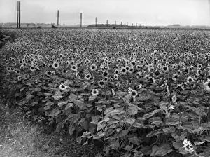 Sunflowers Prints: Sunflower Fields