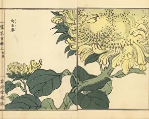 Kusabanahyakushu Prints: Sunflower, Helianthus annuus