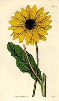 Curtis Prints: Sunflower, Helianthus diffusus. Extinct