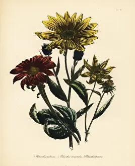 Humphreys Prints: Sunflower or Helianthus species