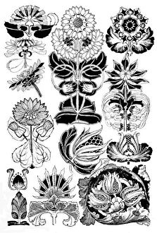 Midgley Collection: Sunflower, Teasel