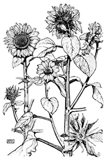 Sunflower, Teasel