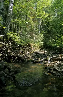 Woodlands Prints: Sunlight on small stream in a forest, typical mixed