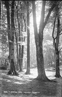 Filtering Prints: Sunlit Trees in Cowdray Park