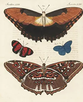 Dorsal Prints: Sunset morpho, Astarte eighty-eight and azure blue butterfly