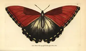 Morpho Prints: Sunset morpho butterfly, Morpho hecuba