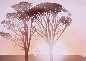Beautiful Landscapes Gallery: Sunset through the trees