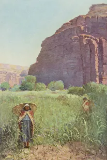 Arizona Gallery: SUPAI CORNFIELD