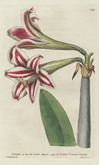 Superb amaryllis, Hippeastrum vittatum