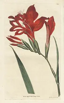 Superb corn-flag, Gladiolus cardinalis