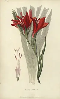 Superb corn flag, Gladiolus cardinalis