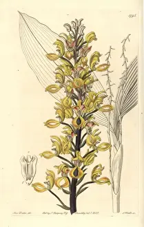 Superb govenia orchid, Govenia superba