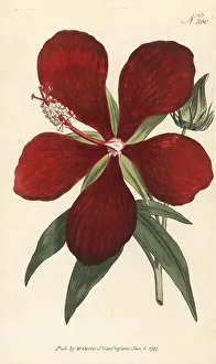 Carolina Prints: Superb hibiscus, Hibiscus speciosus